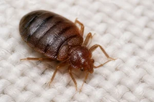 Gros plan réaliste d'une punaise de lit sur tissu blanc de matelas, éclairage neutre