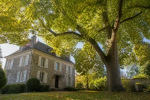 Tulipier de Virginie adulte dominant une maison de jardin, illustrant sa taille imposante à maturité