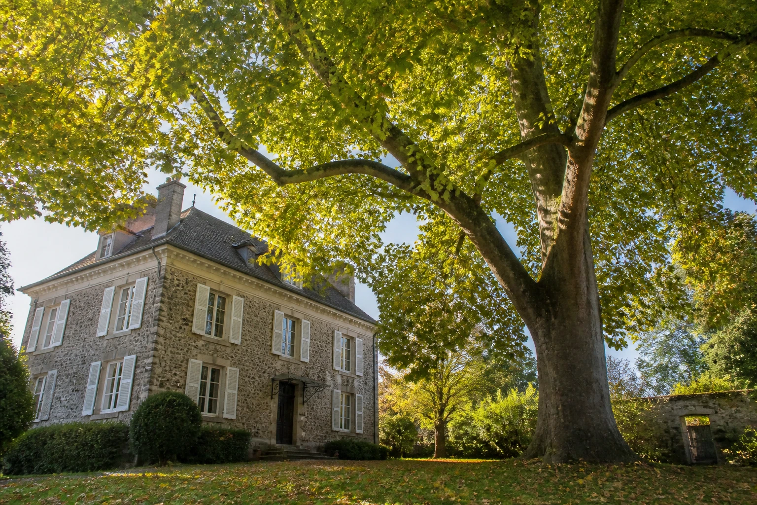 Tulipier de Virginie : les inconvénients à connaître avant de planter