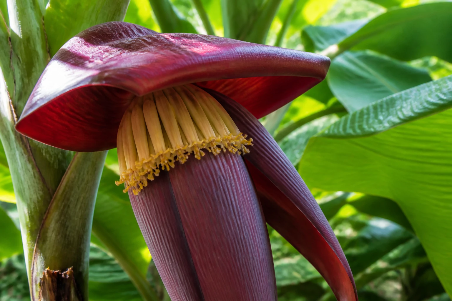 Bananier en fleur : que faire du bourgeonnement à la récolte