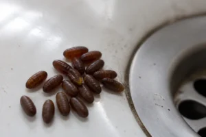 Pupes de mouche brun-rougeâtre et ovoïdes regroupées près d'un siphon d'évier, vue macro détaillée