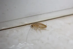 Nymphe de cafard translucide de quelques millimètres sur un carrelage de cuisine