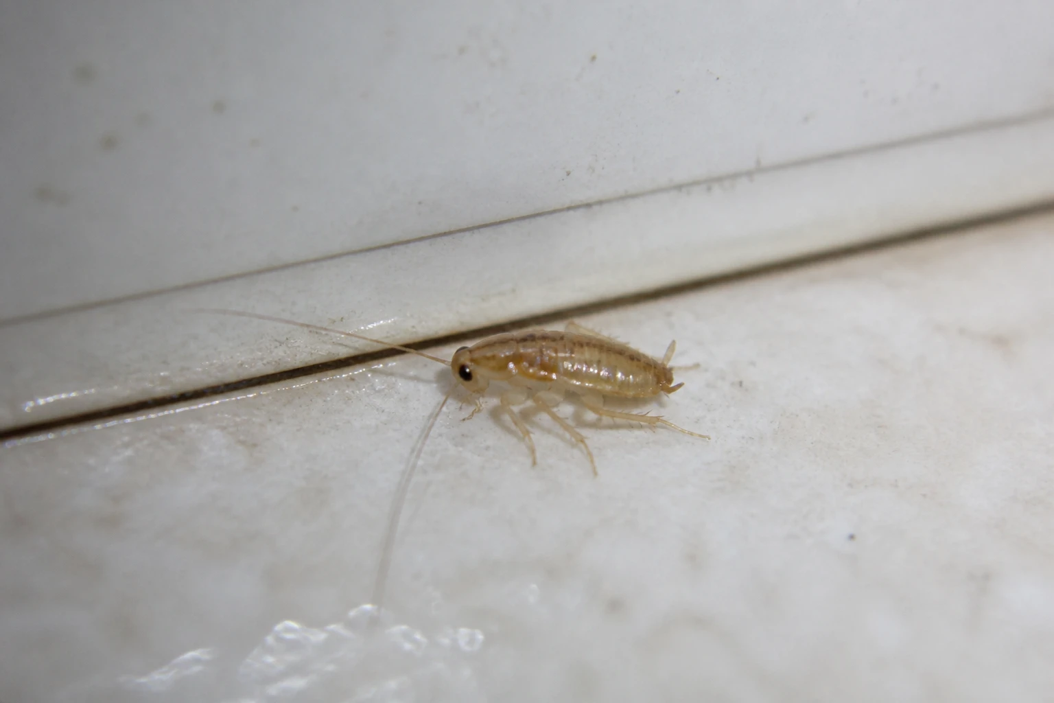 Bébé cafard : comment le reconnaître et agir avant l&rsquo;infestation
