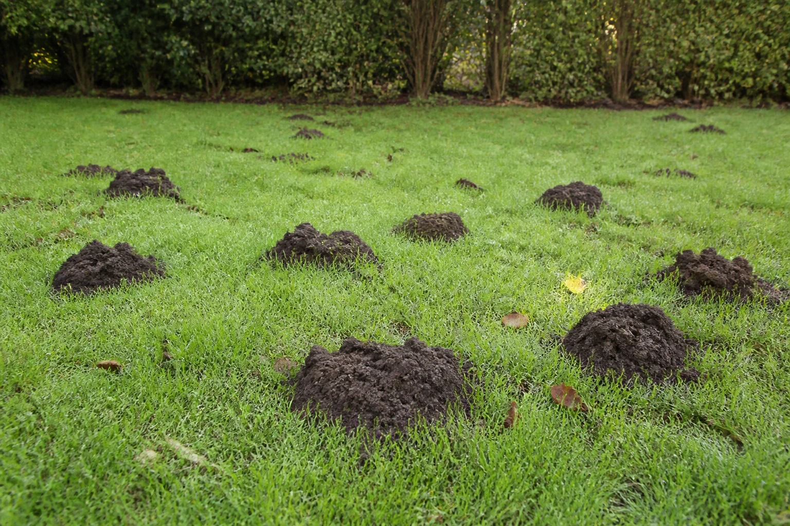 Monticules de terre d'une galerie de taupe active sur une pelouse de jardin