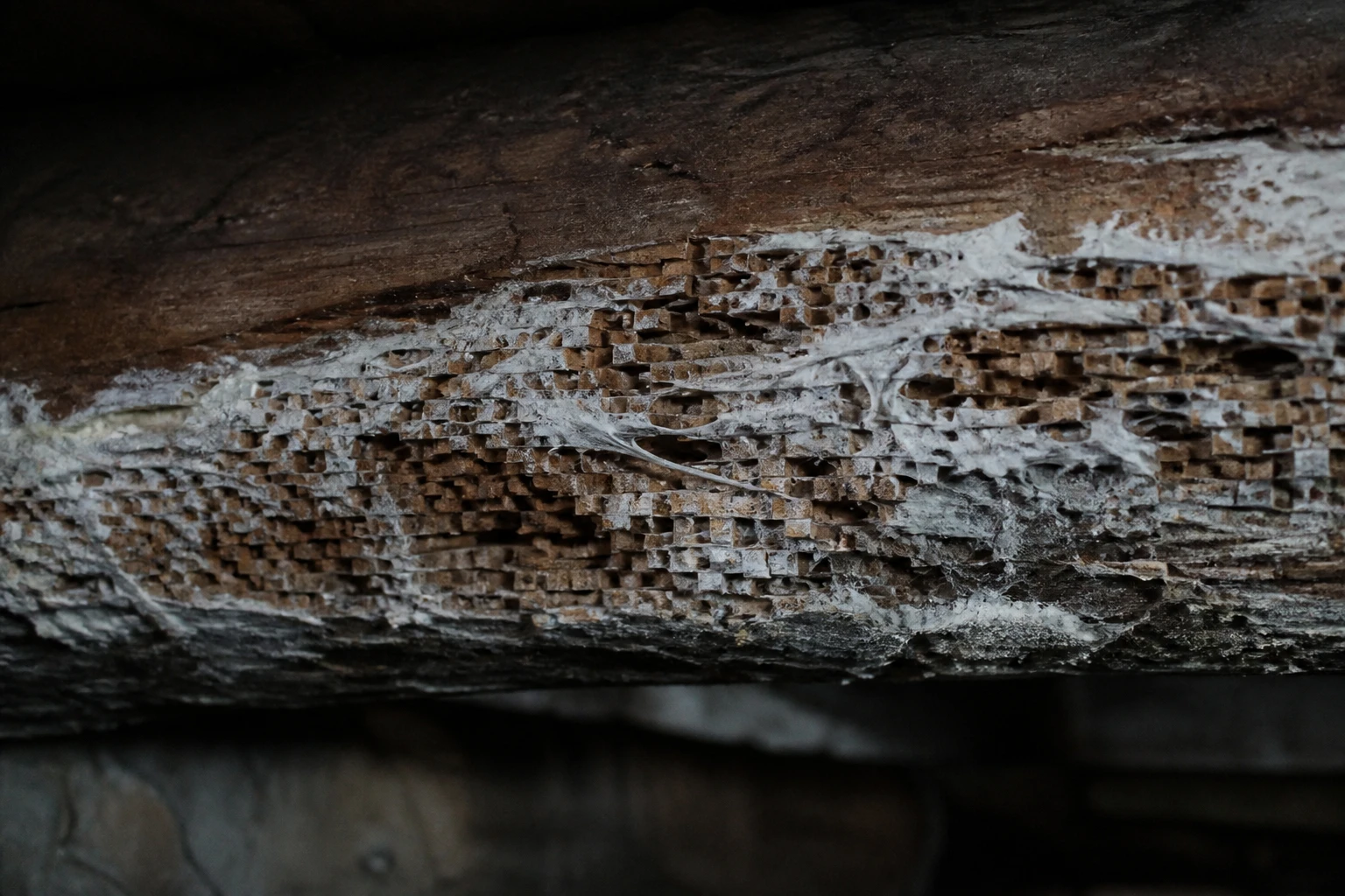 Poutre en bois ancienne rongée par la mérule avec filaments blancs visibles