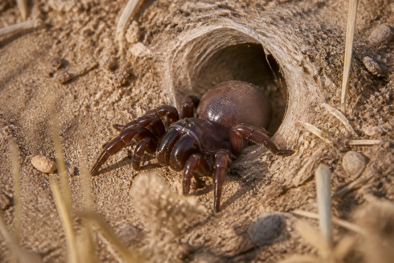 Mygale de Provence : identification, habitat et dangerosité