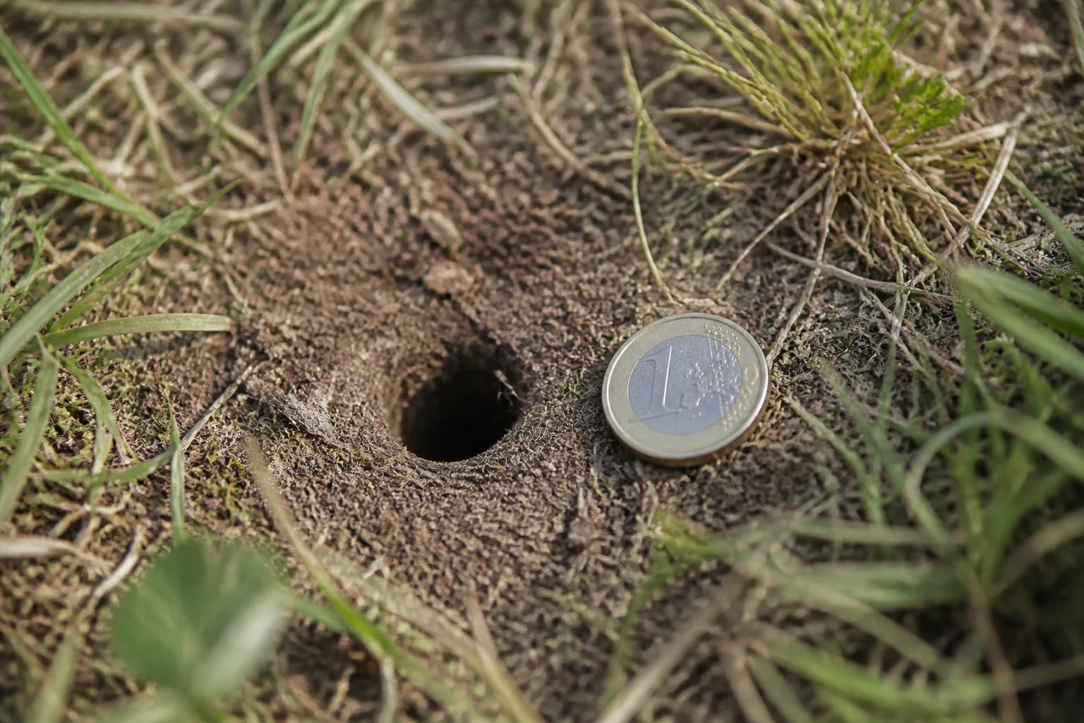 Petit trou rond dans la terre du jardin sans monticule, avec une pièce de monnaie posée à côté pour mesurer le diamètre
